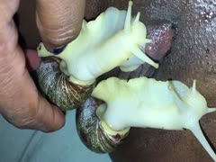 Pervertslut: Black, filthy, slut wife using snails to masturbate on her smooth cunt